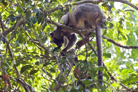 Lumholtz's Tree-kangaroo (Dendrolagus lumholtzi)